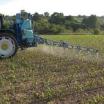 Los mejores insecticidas para controlar plagas en cultivos de maíz
